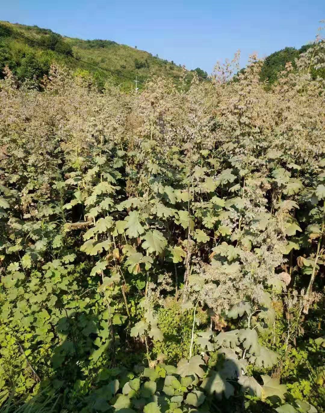 赏金国际官方网站图片